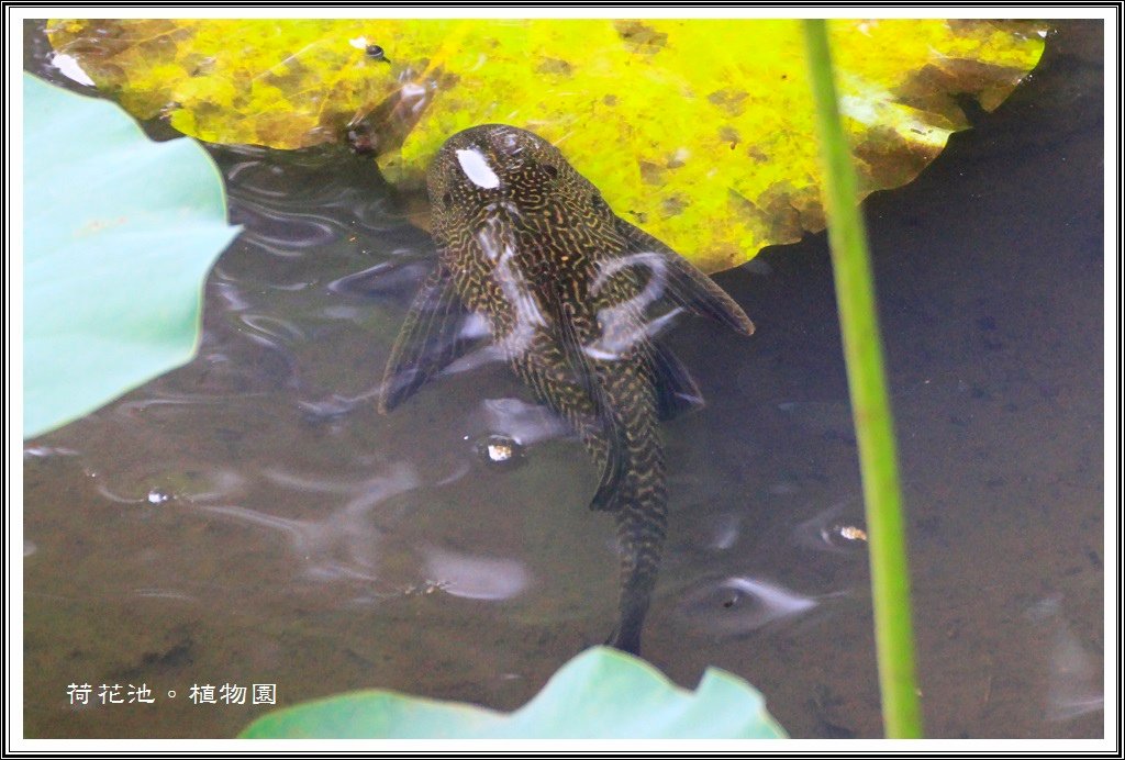 2014荷花~台北植物園14