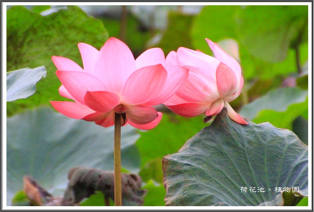 2014荷花~台北植物園23