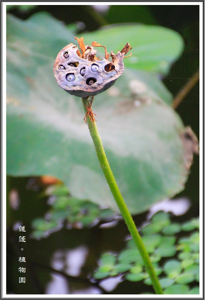 2014荷花~台北植物園30