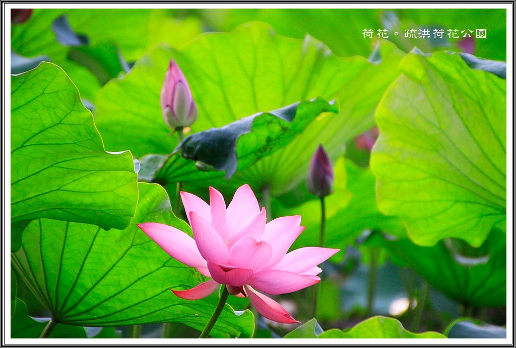 2014荷花~疏洪荷花公園01
