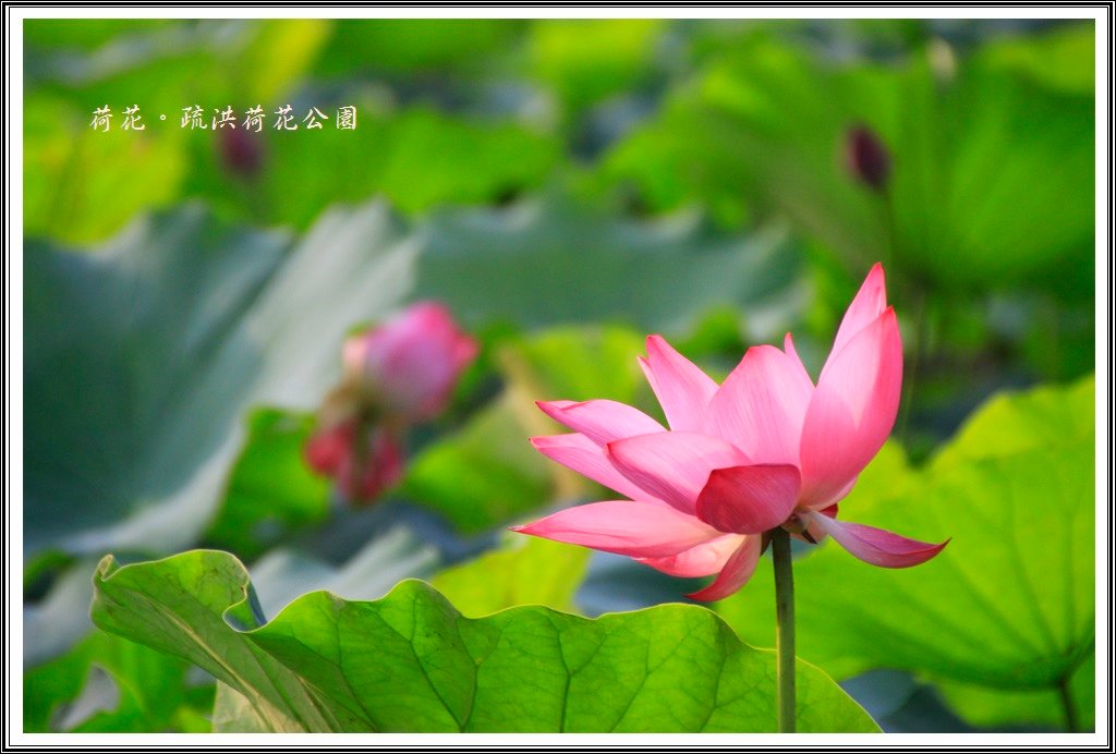 2014荷花~疏洪荷花公園10