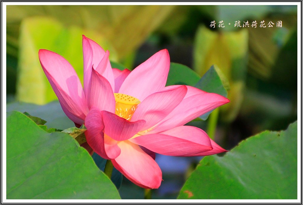 2014荷花~疏洪荷花公園23