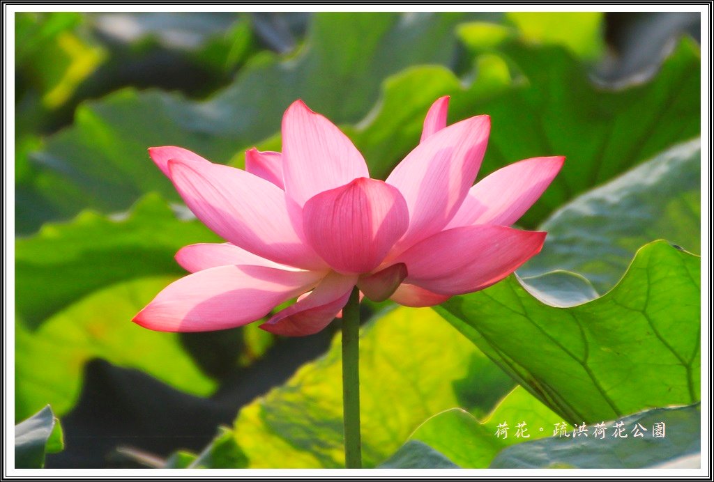 2014荷花~疏洪荷花公園24