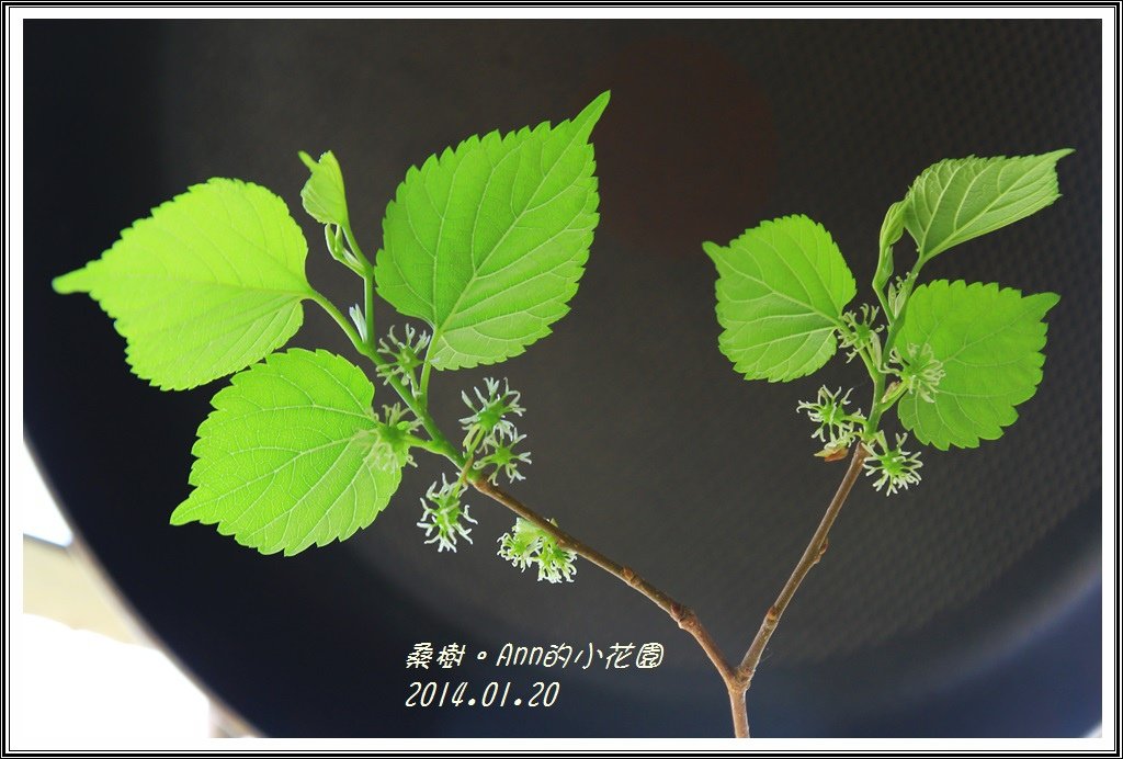 桑樹
