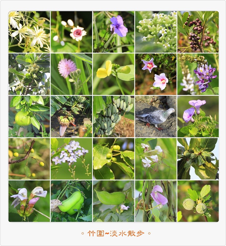 竹圍至淡水01