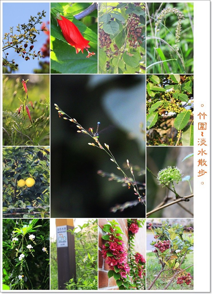 竹圍至淡水04