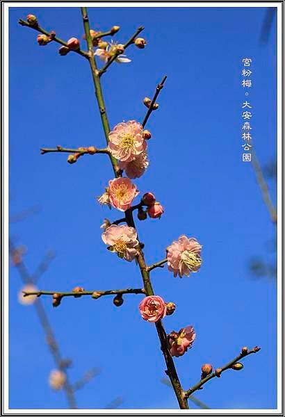 宮粉梅。大安森林公園04