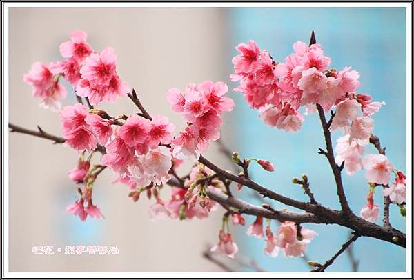 櫻花。刑事警察局05