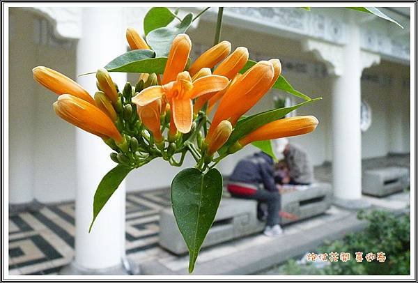 炮仗花201301