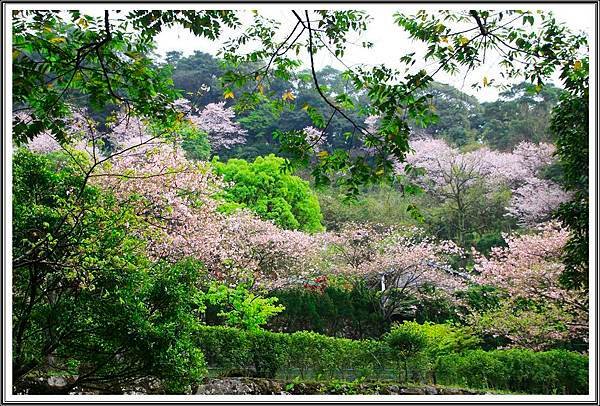 內厝溪櫻木花廊12