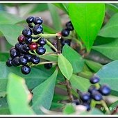 關渡~淡水散步趣51