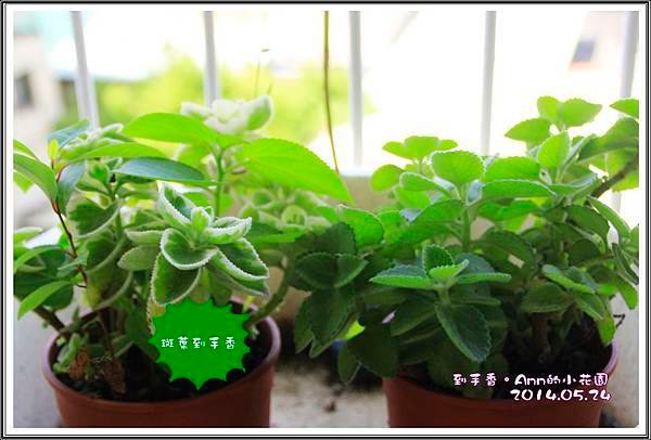 到手香201405024