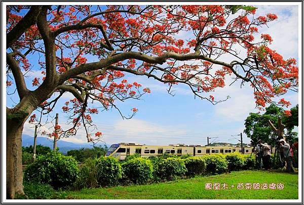鳳凰木。造橋06