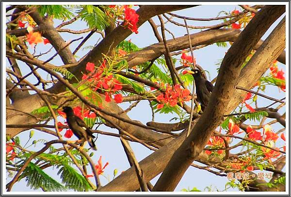 鳳凰花201501