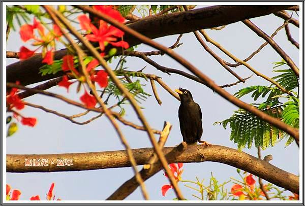 鳳凰花201502