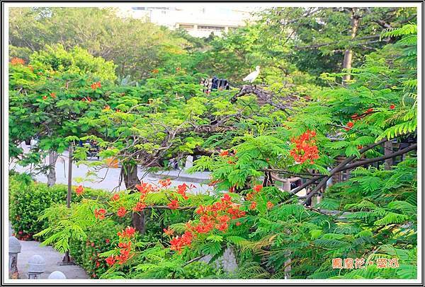 鳳凰花201506