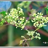 竹圍→漁人碼頭散步趣12
