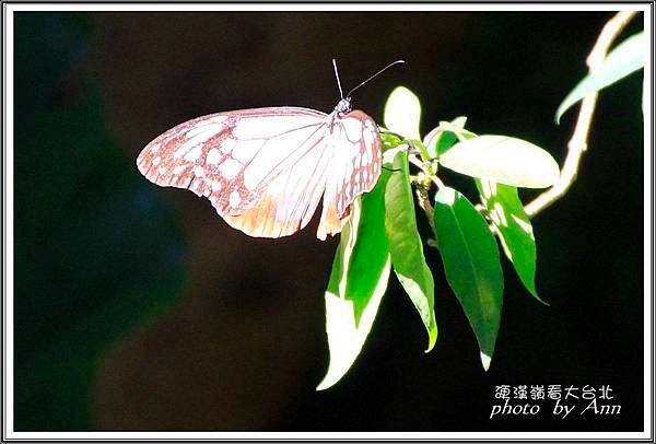 登硬漢嶺看大台北06