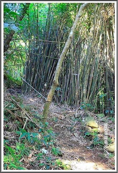 登硬漢嶺看大台北43