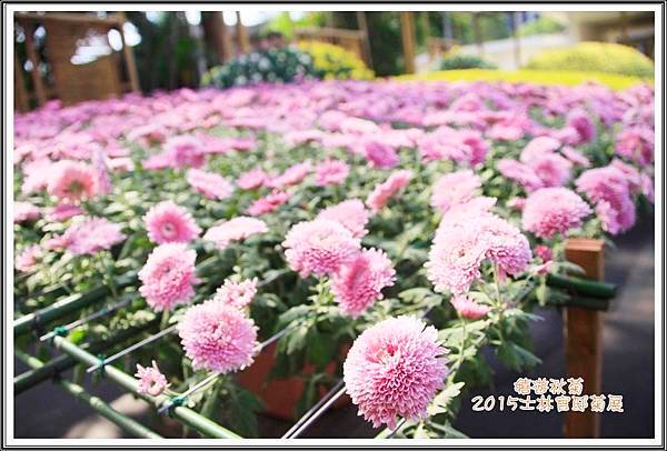 2015士林官邸菊展04