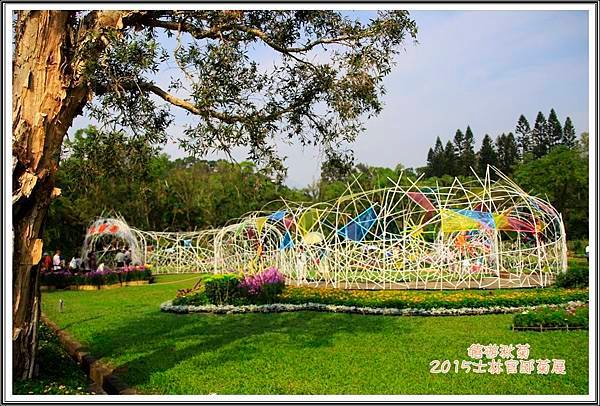 2015士林官邸菊展31
