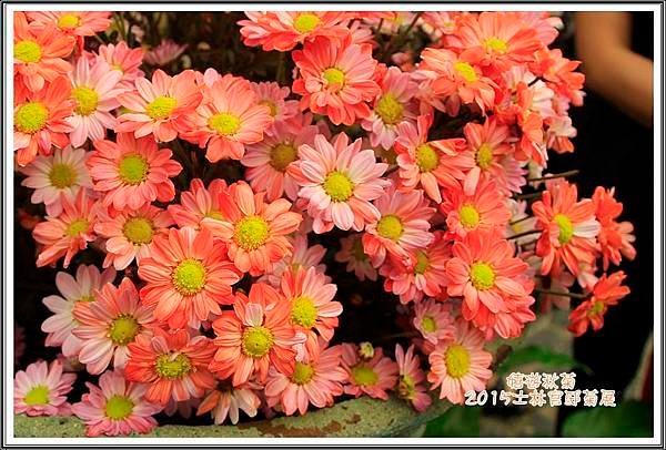 2015士林官邸菊展41