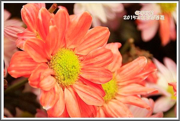 2015士林官邸菊展42