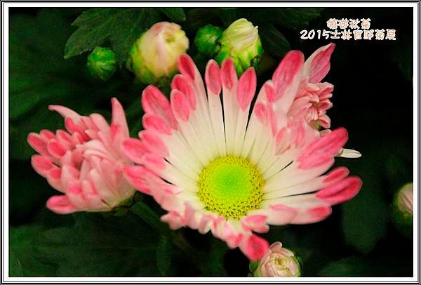 2015士林官邸菊展45