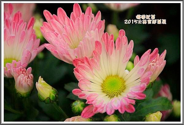 2015士林官邸菊展46