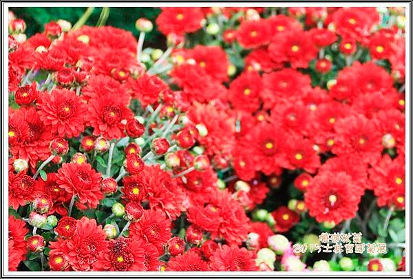2015士林官邸菊展47