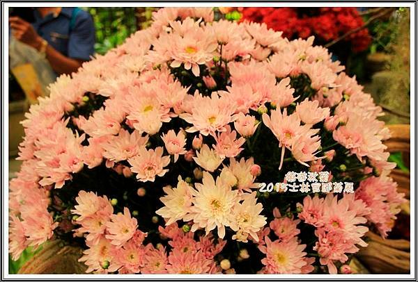 2015士林官邸菊展48