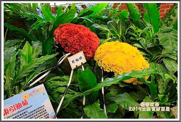 2015士林官邸菊展66
