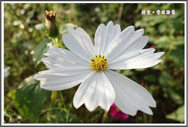貓空賞波斯菊20151110
