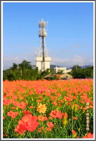 樹林波斯菊花海201527