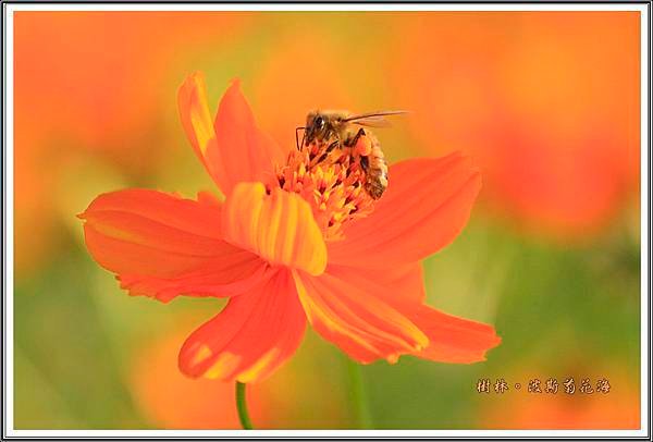 樹林波斯菊花海201563