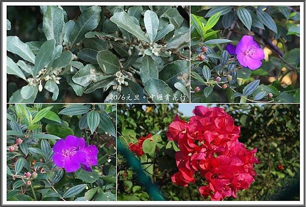 賞花隨拍20160121
