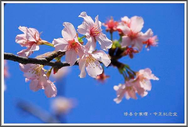 賞花隨拍~中正紀念堂20160304