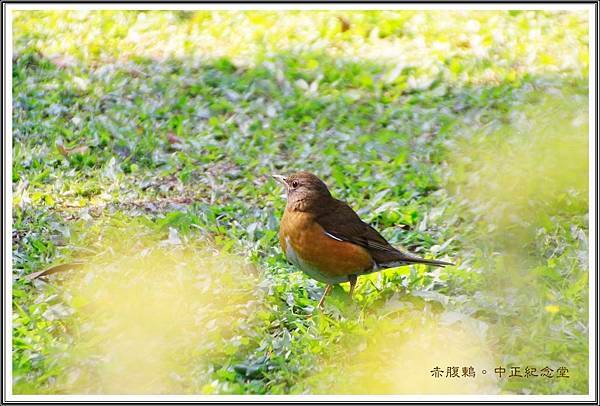 賞花隨拍~中正紀念堂20160305