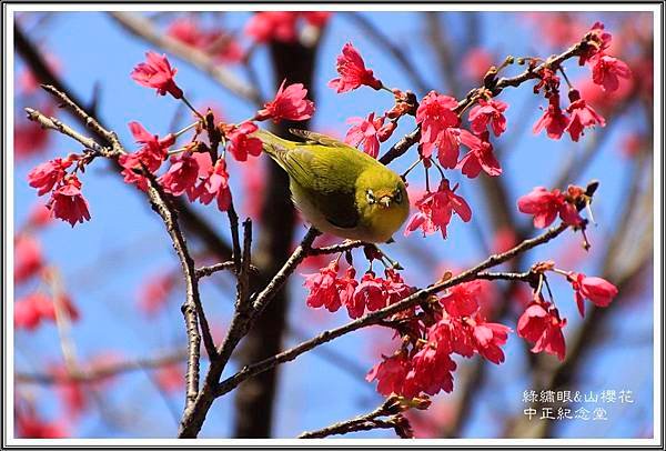 賞花隨拍~中正紀念堂20160310