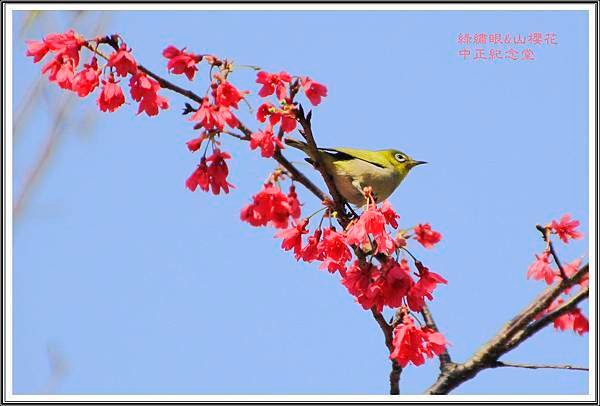 賞花隨拍~中正紀念堂20160313