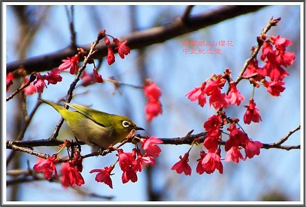 賞花隨拍~中正紀念堂20160318