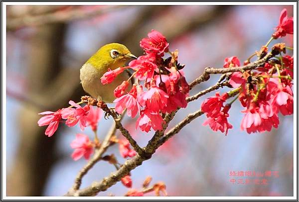 賞花隨拍~中正紀念堂20160320