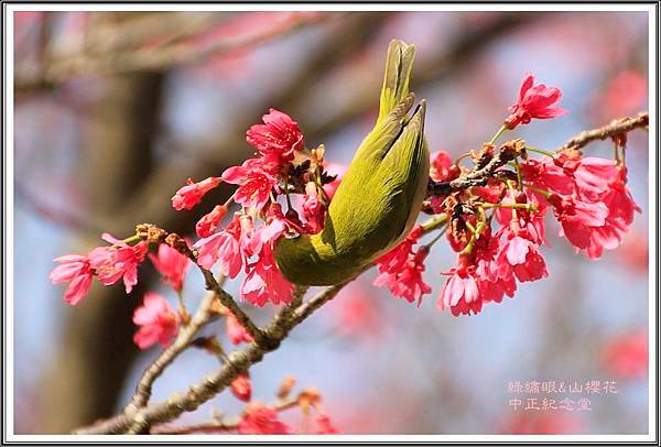 賞花隨拍~中正紀念堂20160321