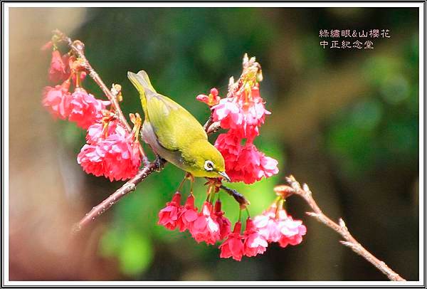 賞花隨拍~中正紀念堂20160325