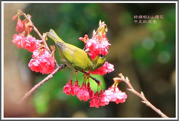 賞花隨拍~中正紀念堂20160326