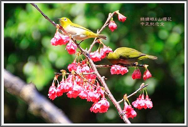 賞花隨拍~中正紀念堂20160328