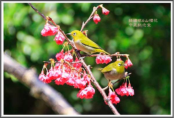 賞花隨拍~中正紀念堂20160327