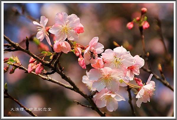 賞花隨拍~中正紀念堂20160332