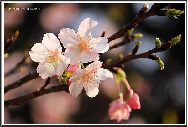 賞花隨拍~中正紀念堂20160334