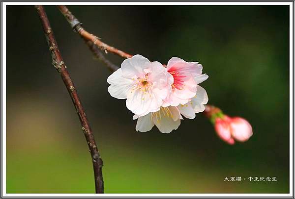 賞花隨拍~中正紀念堂20160336